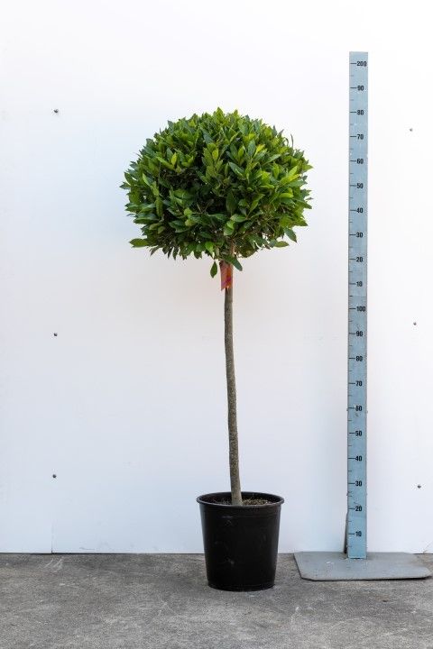 Laurus nobilis standard 190cm 30cm Pot