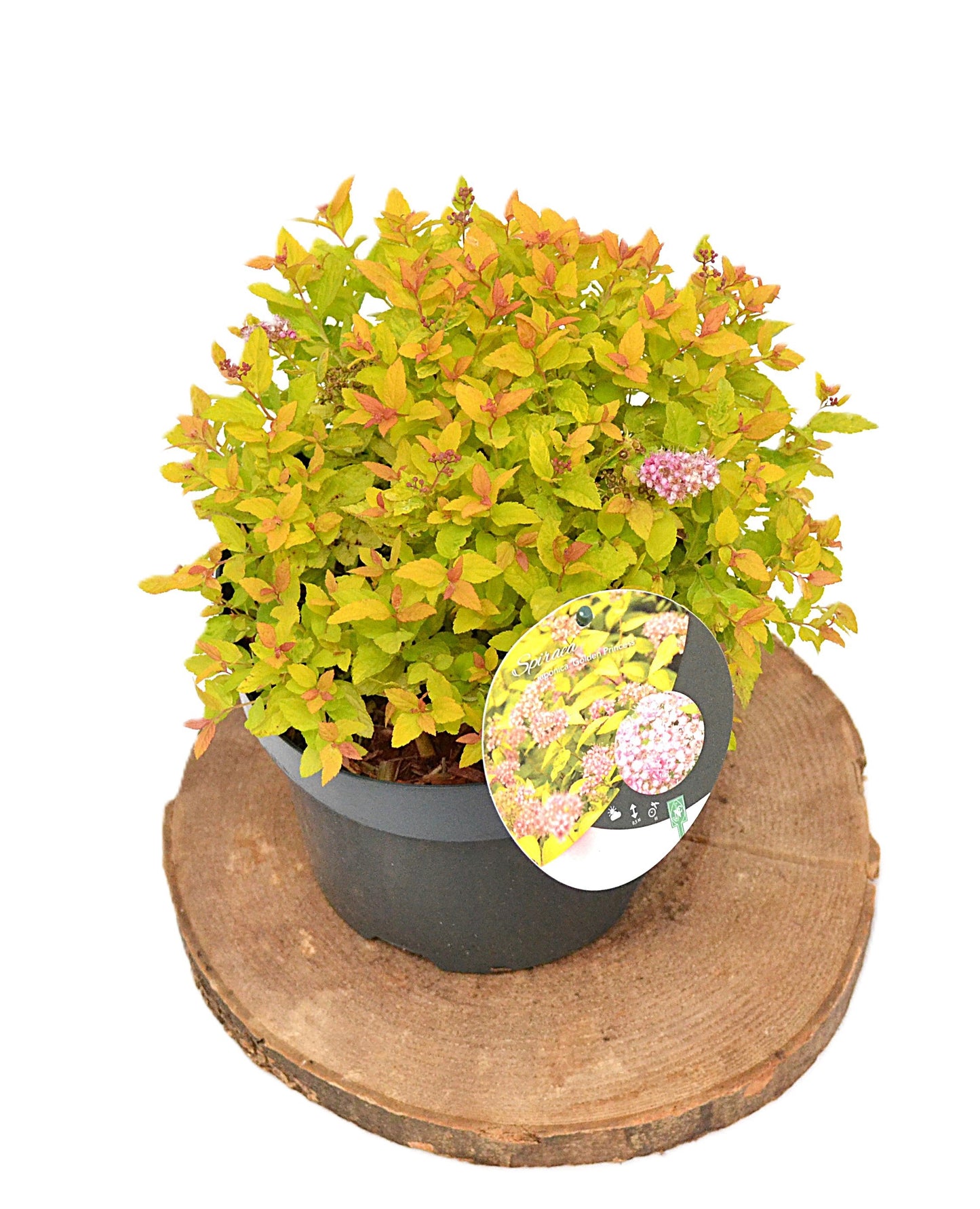 Spiraea jap. Golden Princess 20cm 19cm Pot