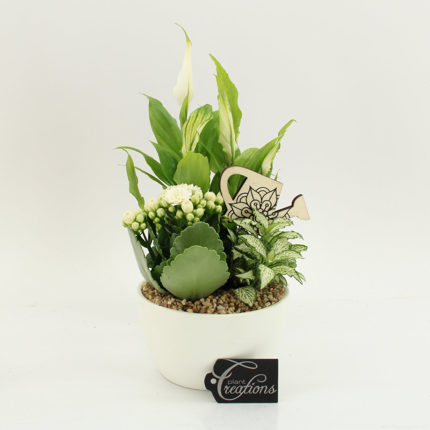 arr. Kamerplanten FDCR-2607W 30cm 14cm Pot