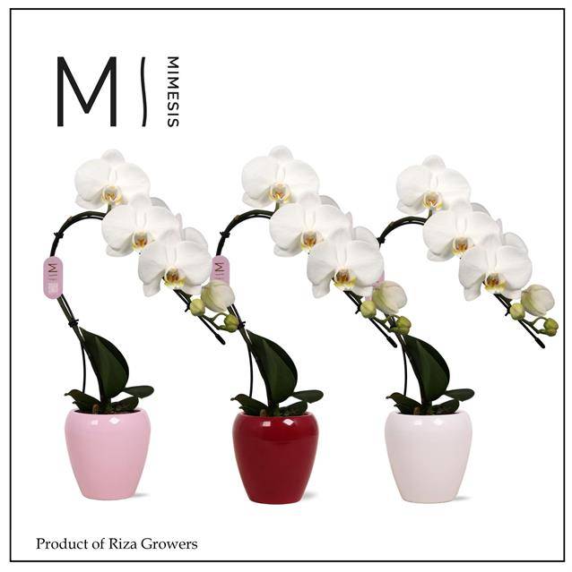 Phalaenopsis White Swan in ceramic 35cm 7cm Pot