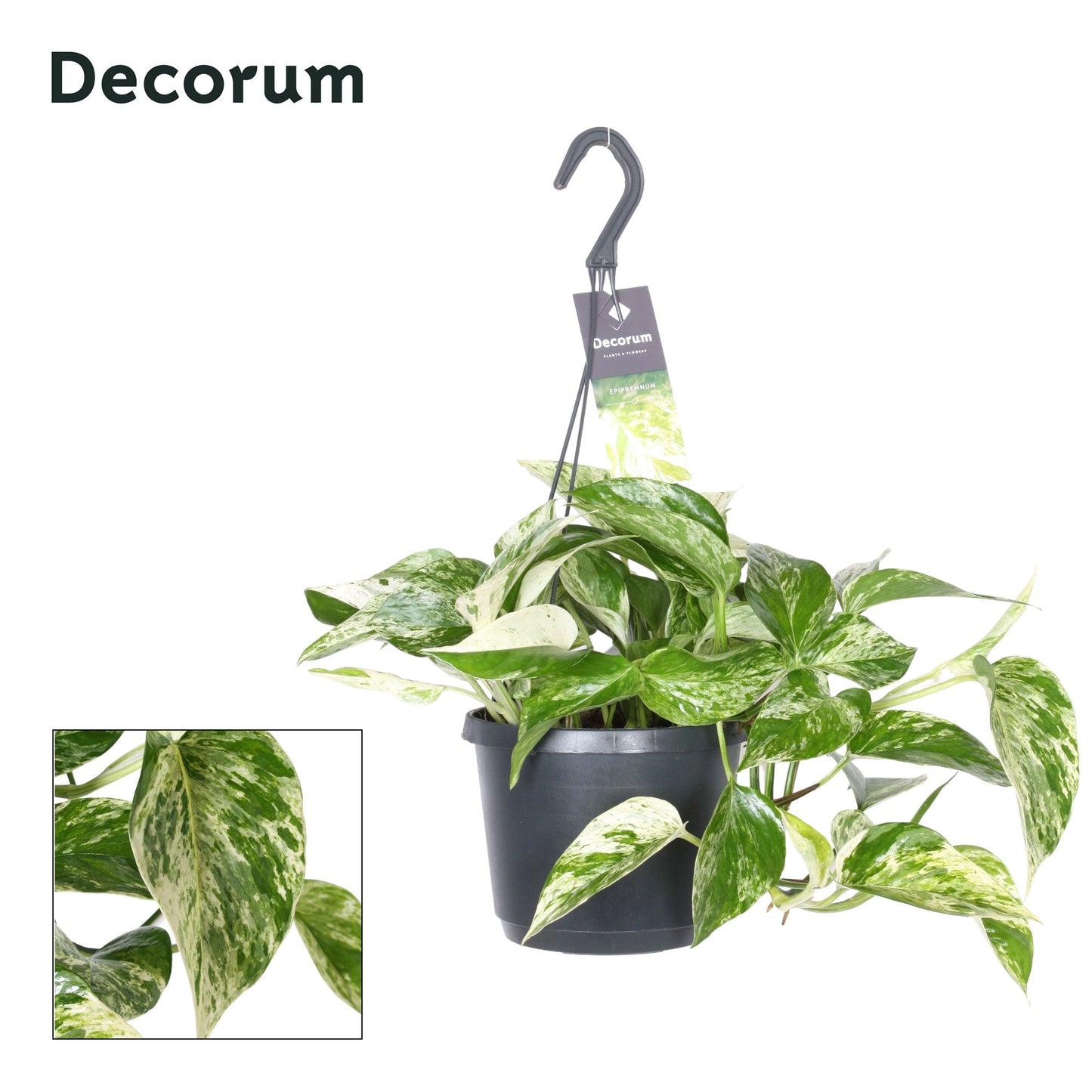 Epipremnum pinnatum Marble Queen Hanging pot 35cm 17cm Pot