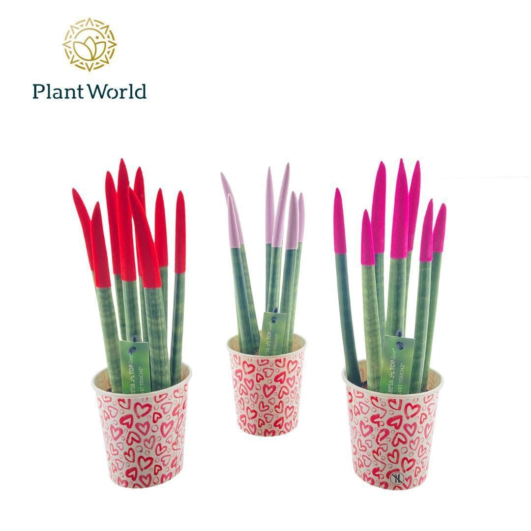 Sansevieria cylindrica 30cm 8.5cm Pot