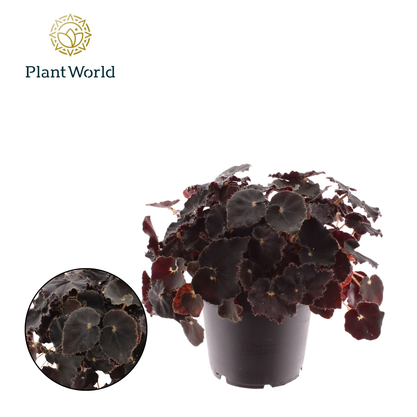 Begonia Magic Colours Dark Mambo 25cm 12cm Pot