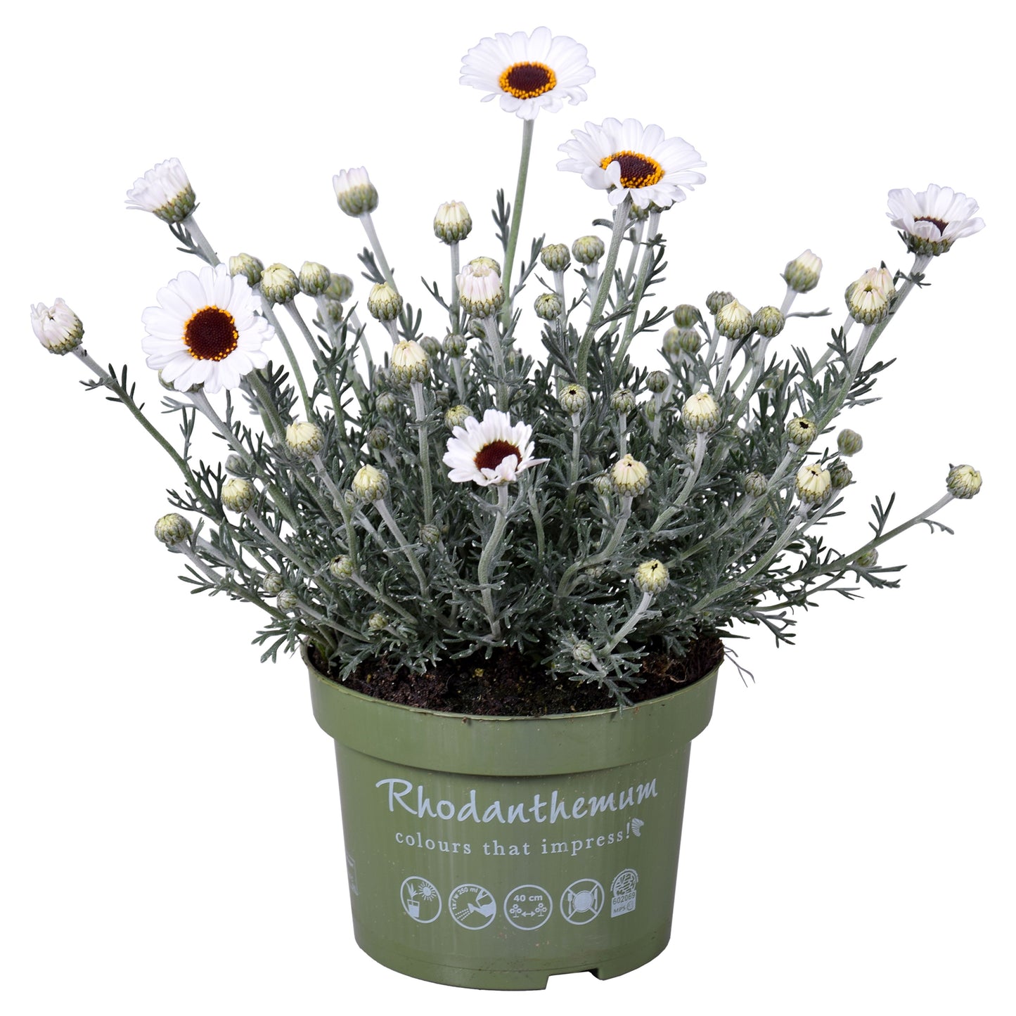 Rhodanthemum Casablanca 25cm 13cm Pot