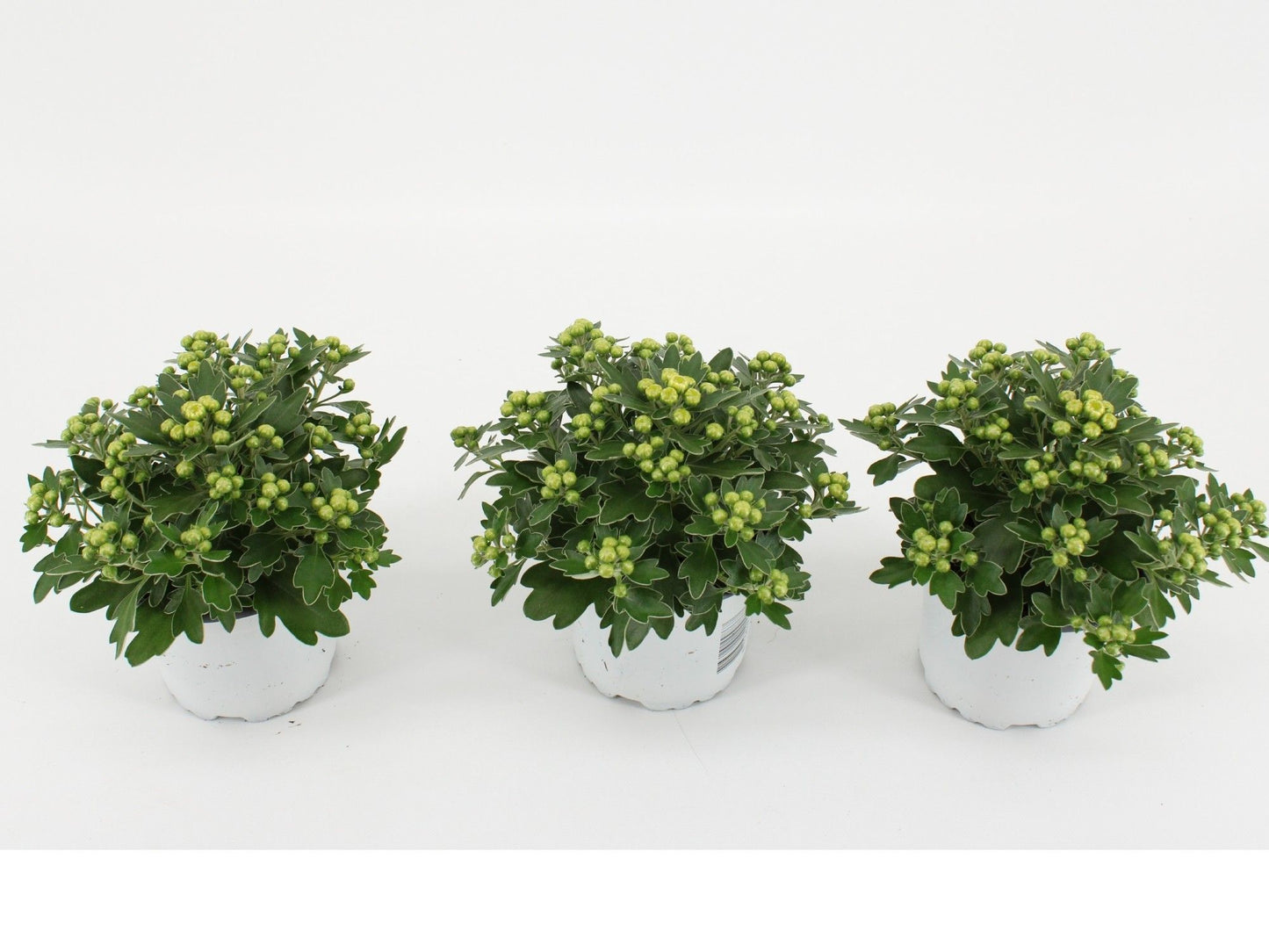 Ajania Pacific White 15cm 510cm Pot