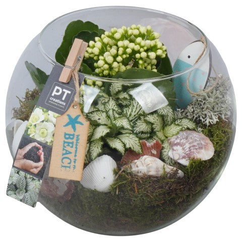 PTSUT8907 Arrangementen kamerplanten 19cm 19cm Pot