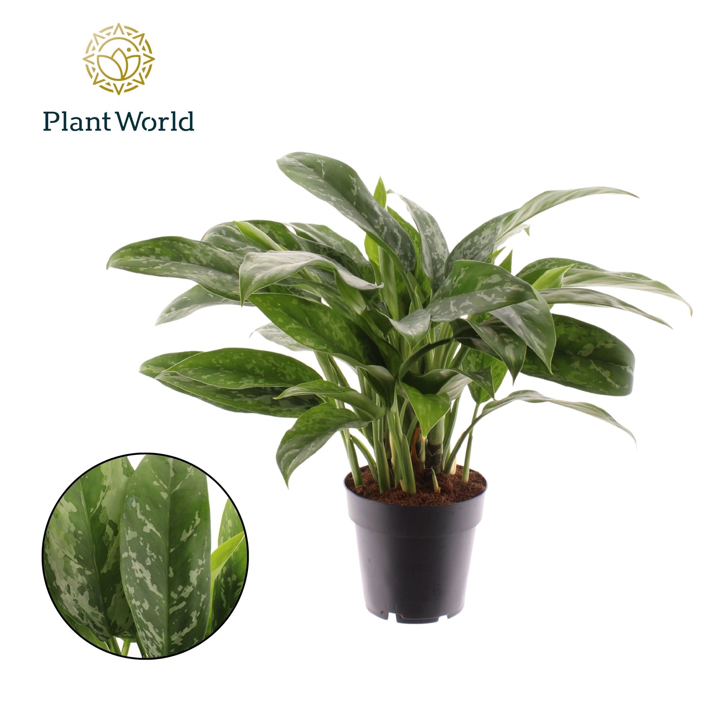 Aglaonema Green Lady 35cm 14cm Pot