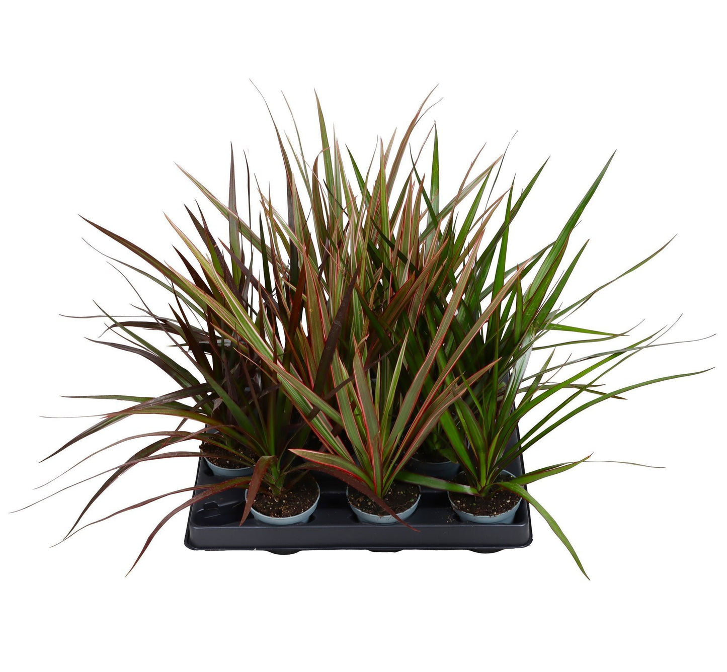 Dracaena mix 15cm 6cm Pot