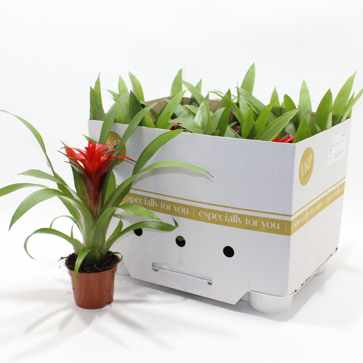 Guzmania Blitz 25cm 9cm Pot