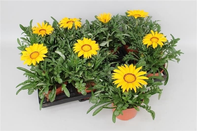 Gazania Kiss Yellow 20cm 13cm Pot