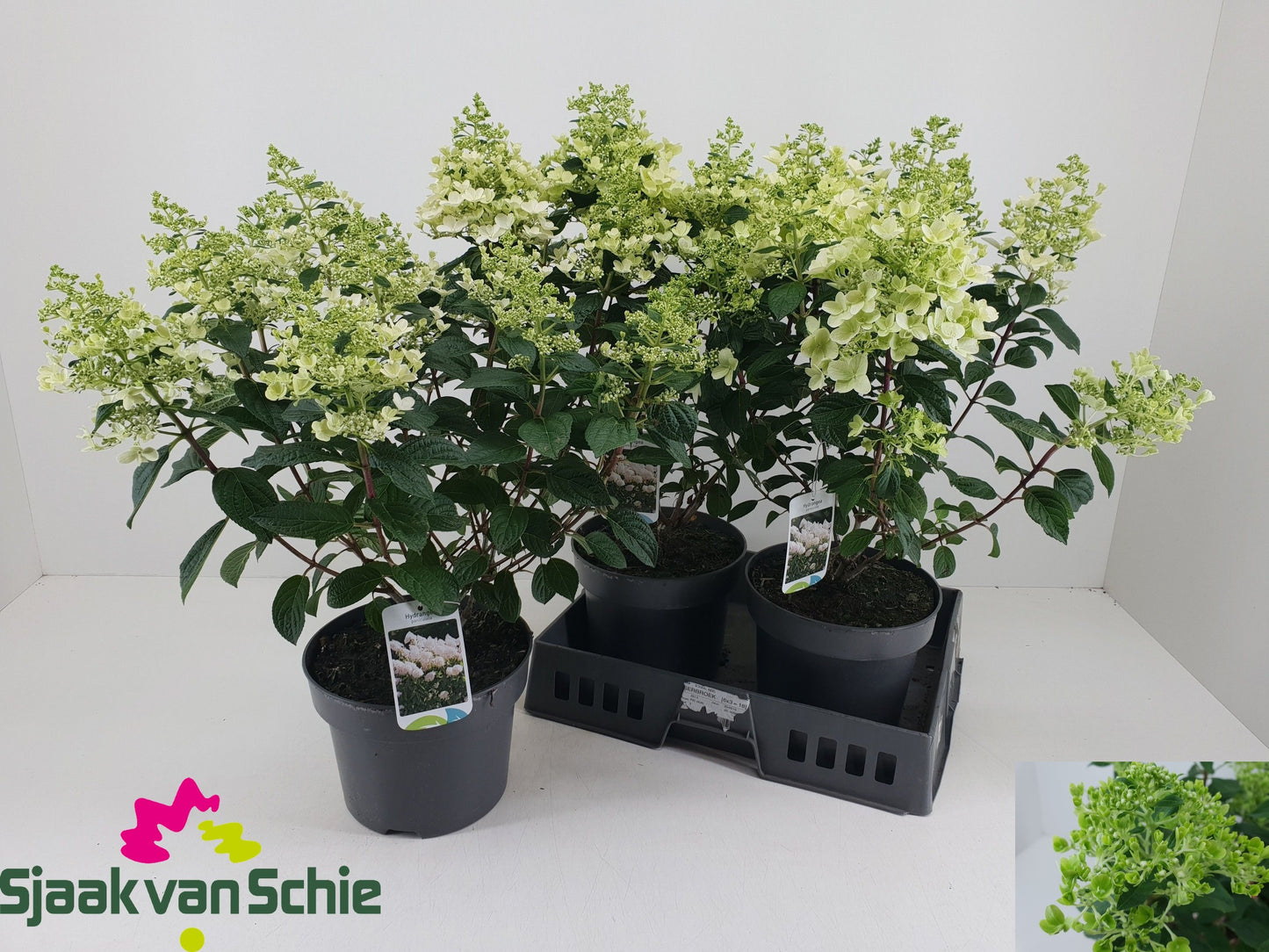 Hydrangea paniculata 60cm 23cm Pot