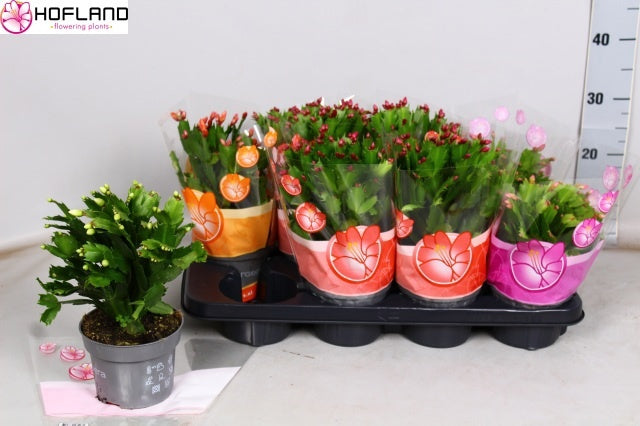 Schlumbergera mix 27cm 13cm Pot