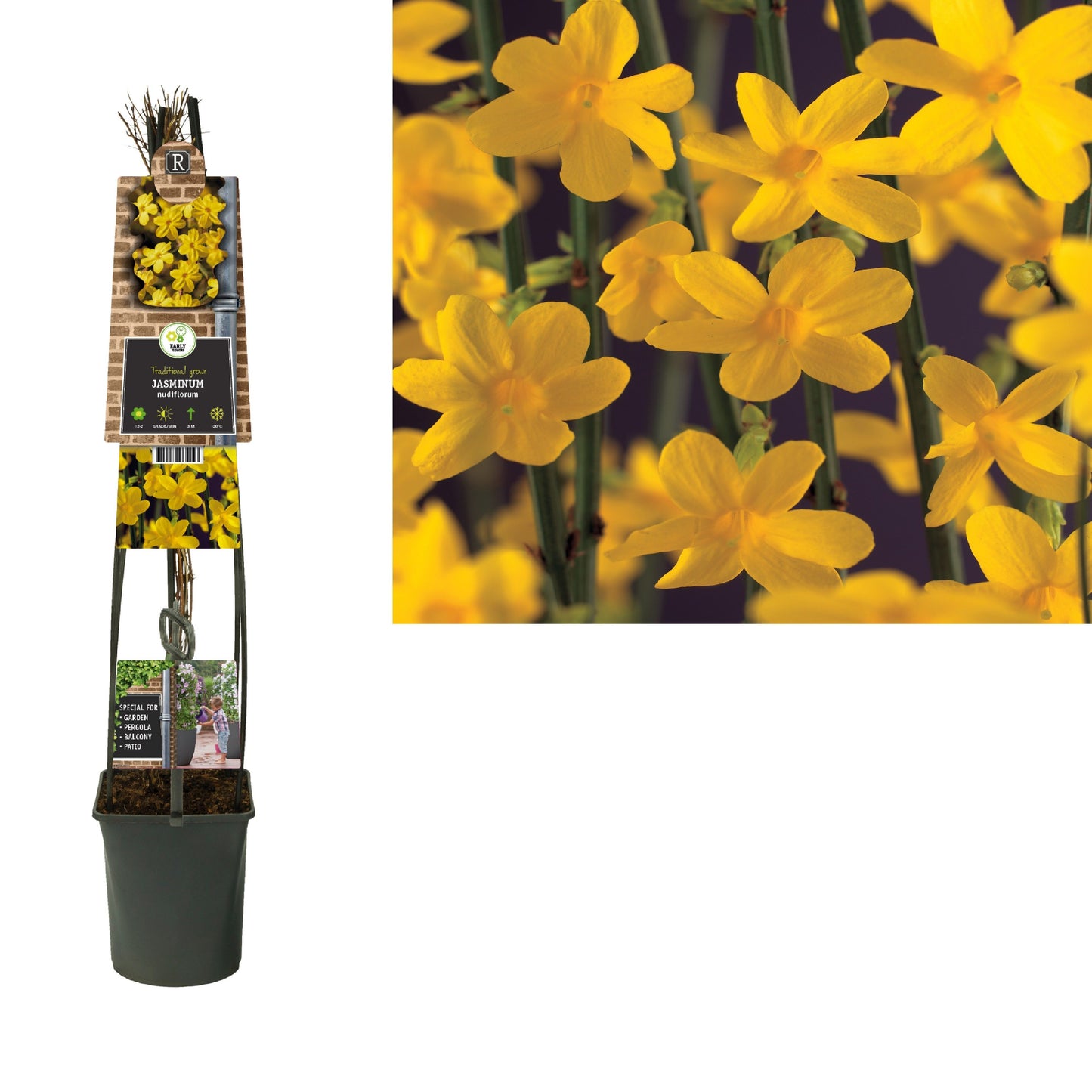 Jasminum nudiflorum 115cm 23cm Pot