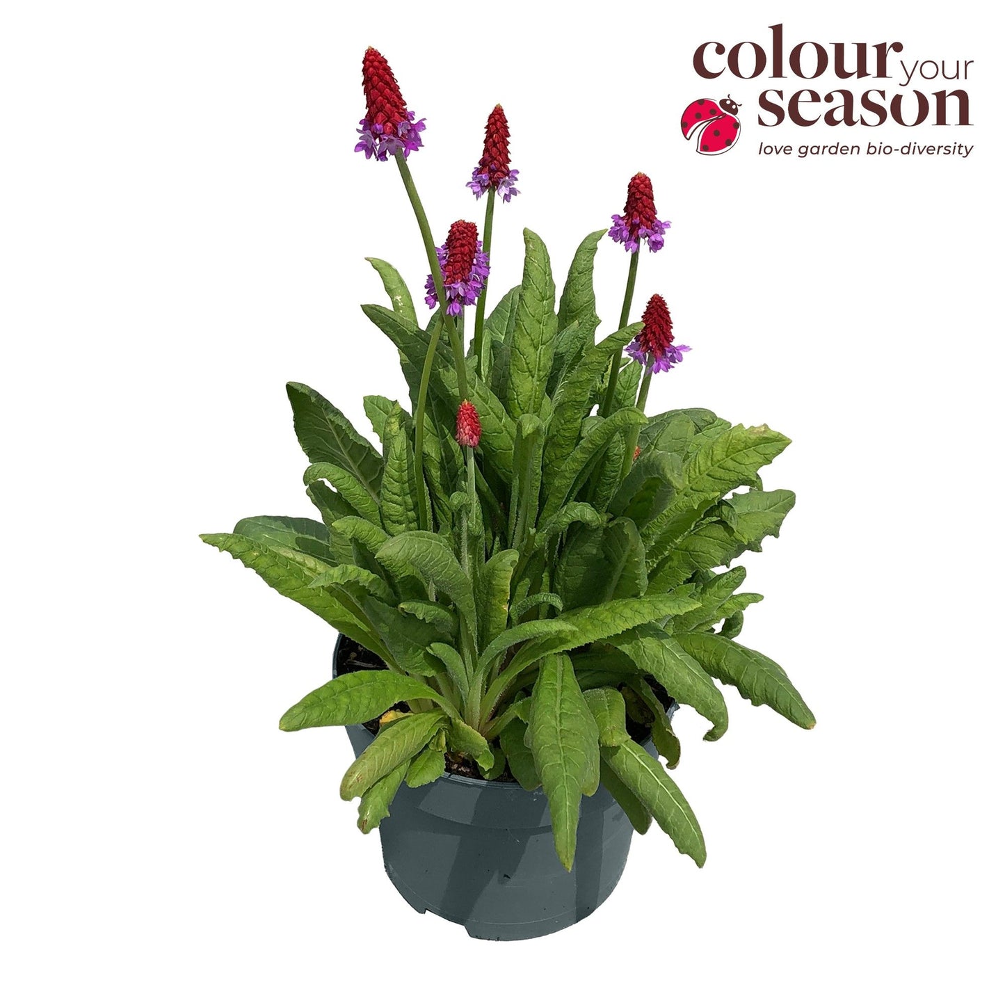 Primula vialii 40cm 19cm Pot