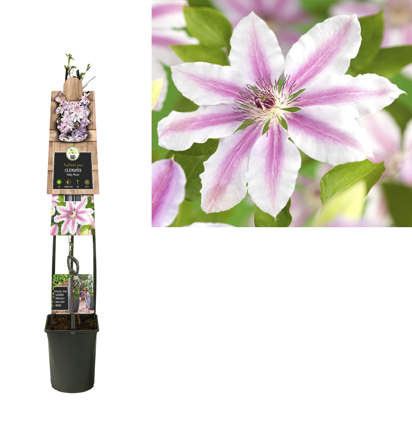 Clematis pat. Nelly Moser 115cm 23cm Pot