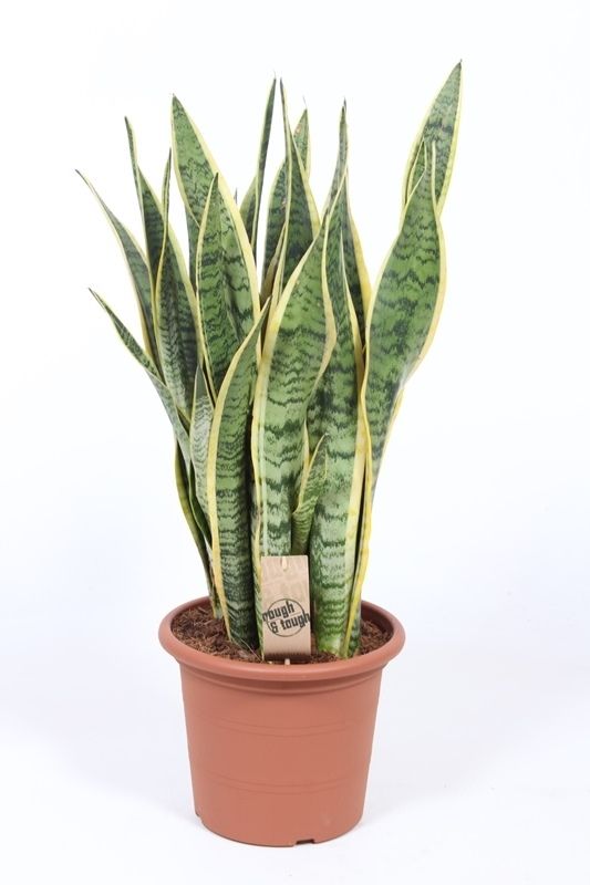 Sansevieria Laurentii 80cm 25cm Pot
