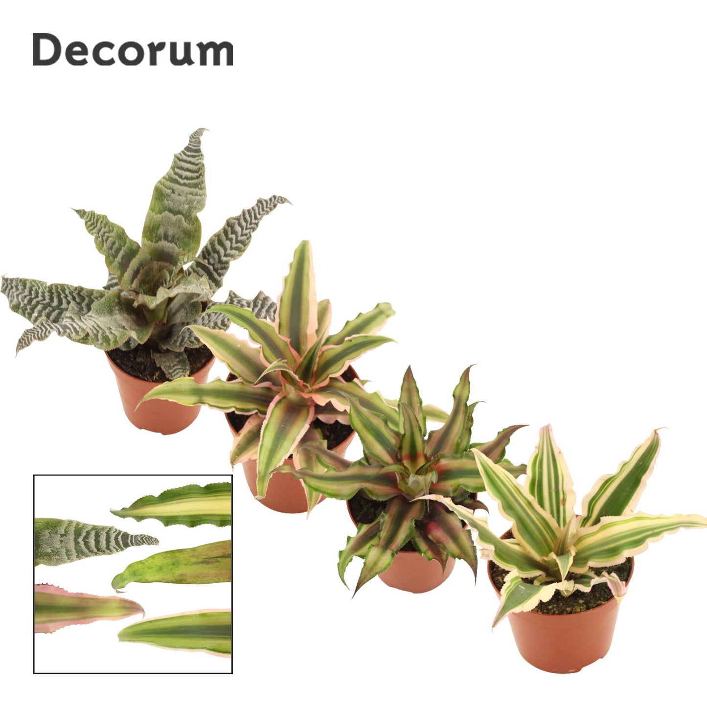 Cryptanthus mix 20cm 9cm Pot