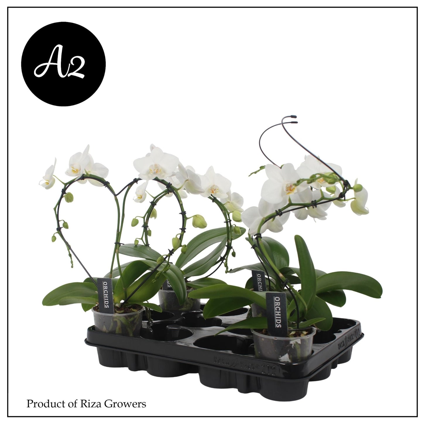 Riza Ter Laak Orchios Phalaenopsis white shapes Pack of 4