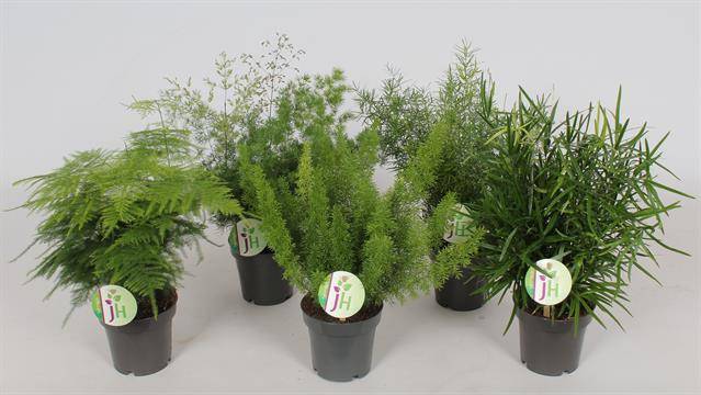 Asparagus mix 30cm 12cm Pot
