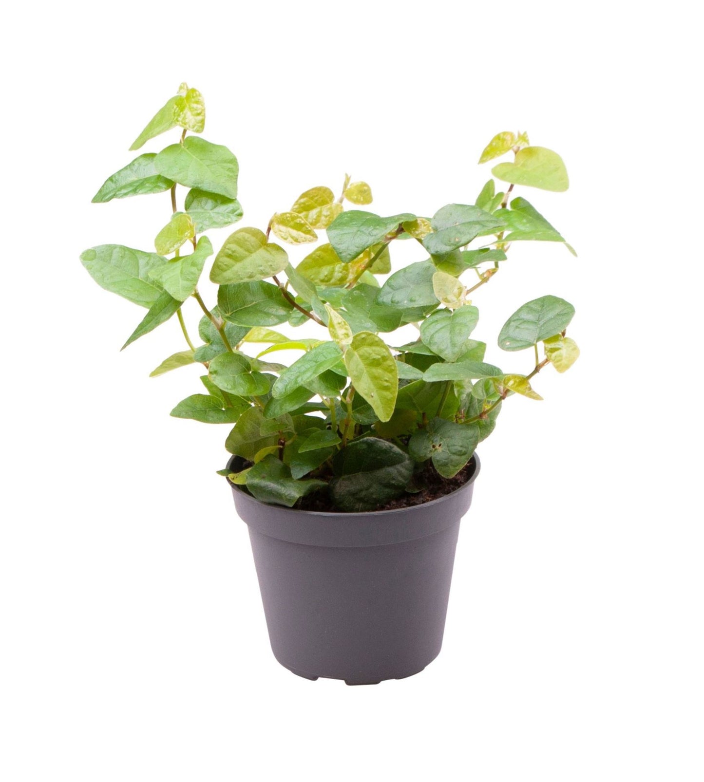 Ficus pum. Green Sunny 6cm Pot