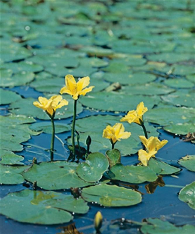 Nymphoides Peltata 30cm 18cm Pot
