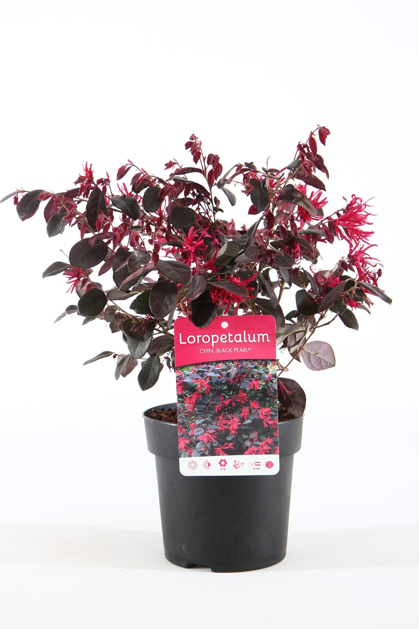 Loropetalum Black Pearl 30cm 15cm Pot