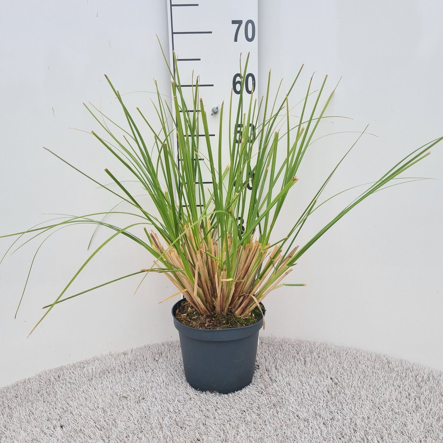 Cortaderia sel. Pumila 50cm 19cm Pot