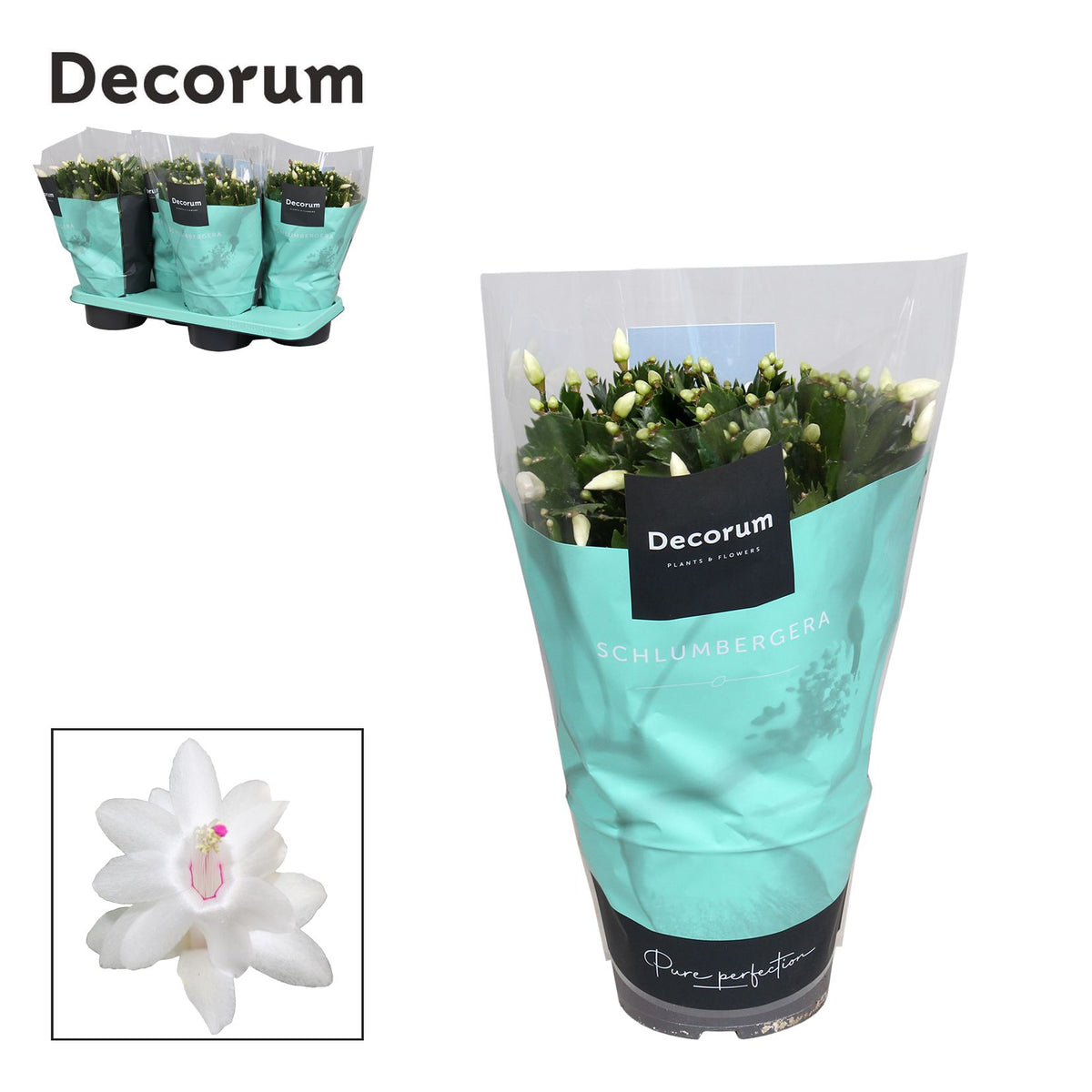 Schlumbergera white 32cm 17cm Pot