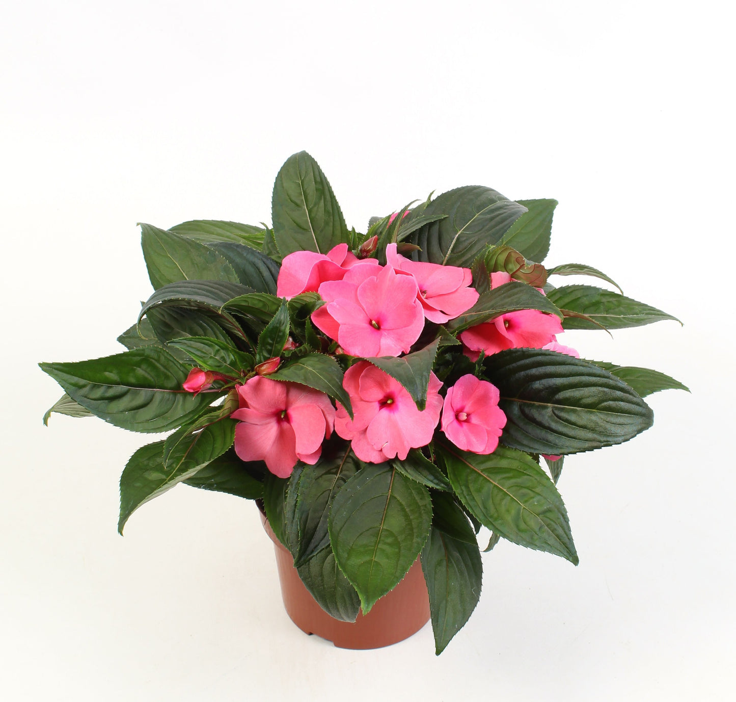 Impatiens ng. Tamarinda Light Pink 25cm 13cm Pot