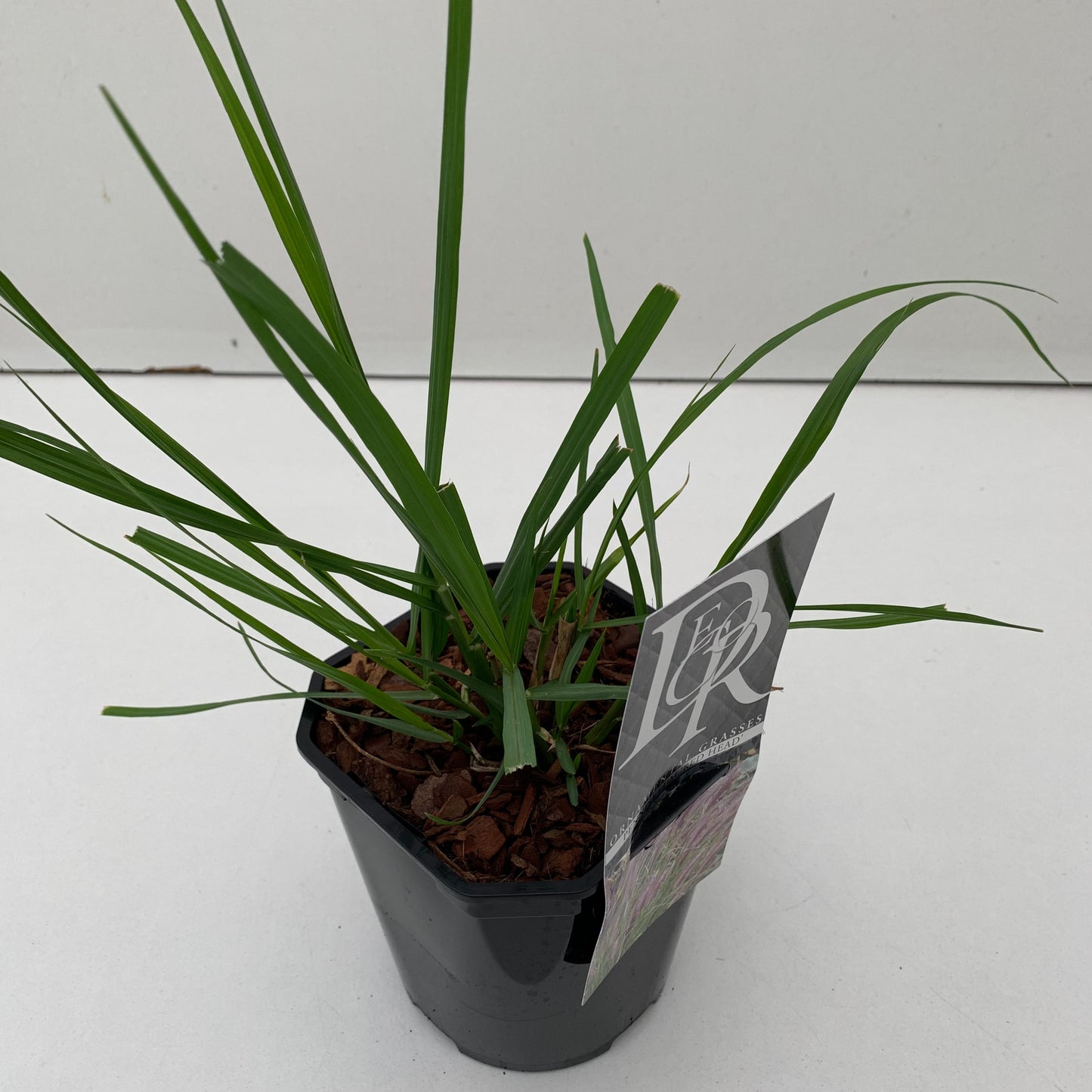 Pennisetum Red Head 30cm 17cm Pot