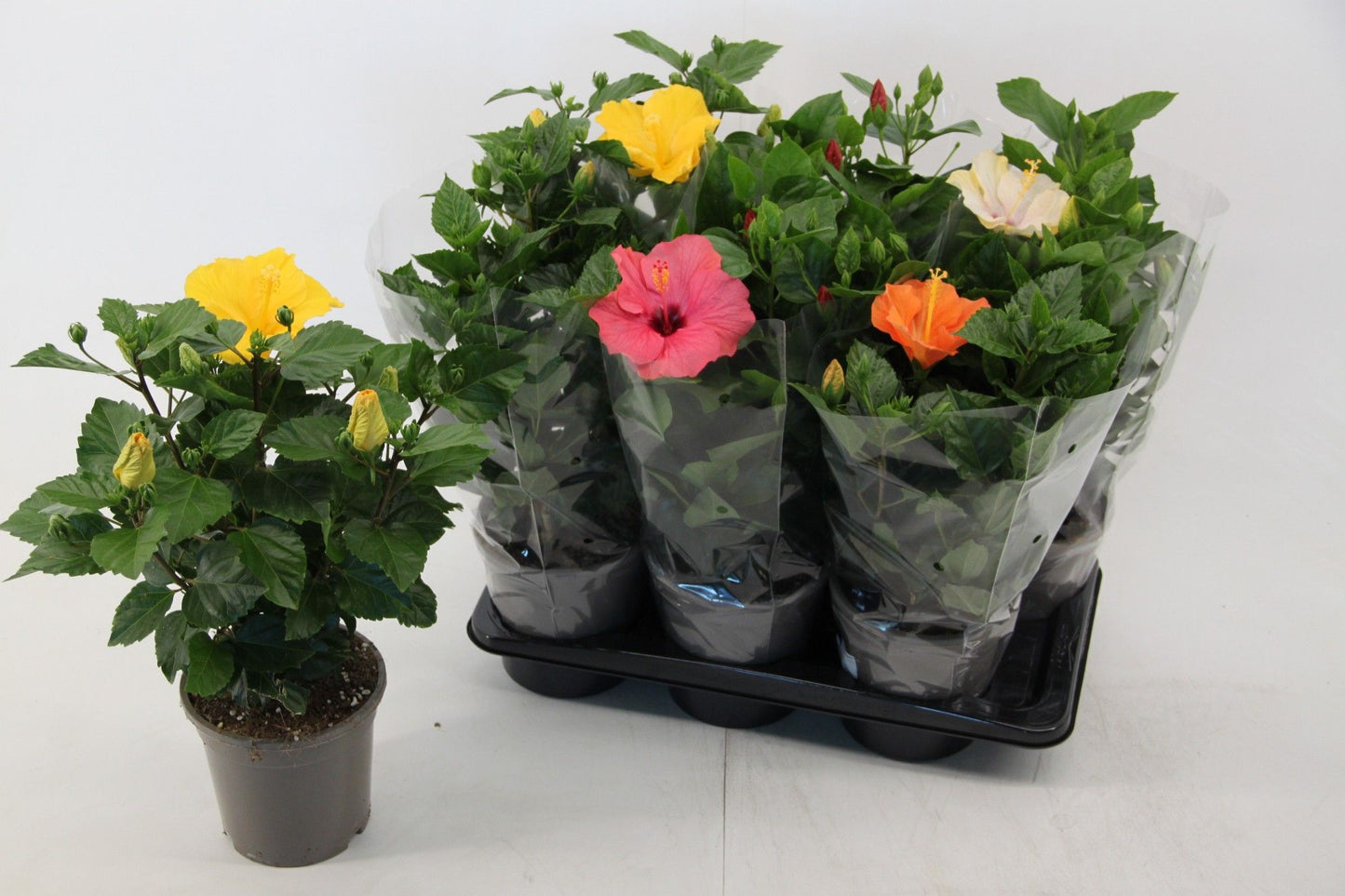 Hibiscus rosa-sinesis mix 50cm 17cm Pot