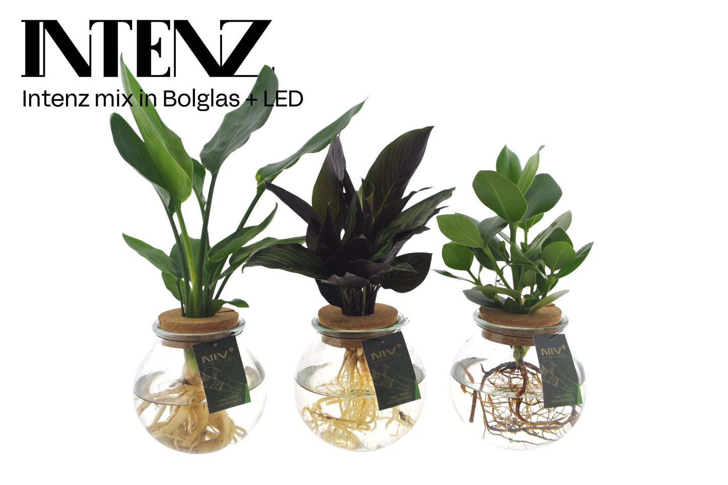 arr. Intenz mix EXCL12-BOL 30cm 12cm Pot