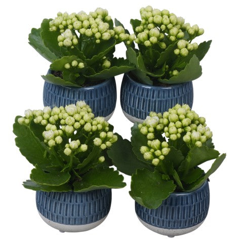 PTSUT8956 Arrangementen kamerplanten 12cm 8cm Pot
