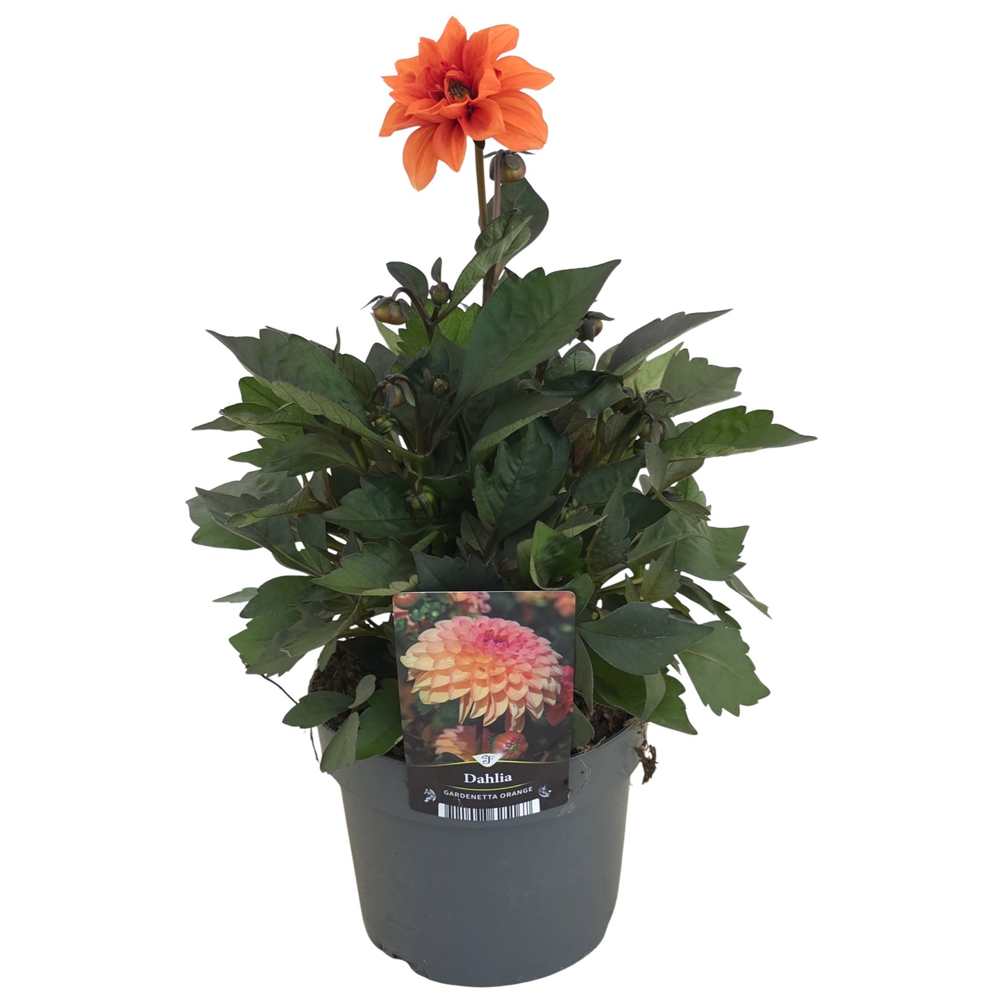 Dahlia Gardenetta Orange 45cm 17cm Pot