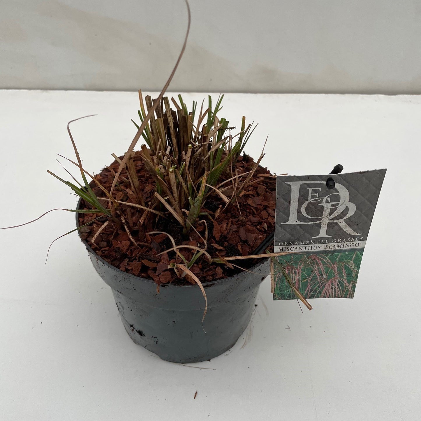 Miscanthus sin. Flamingo 50cm 19cm Pot