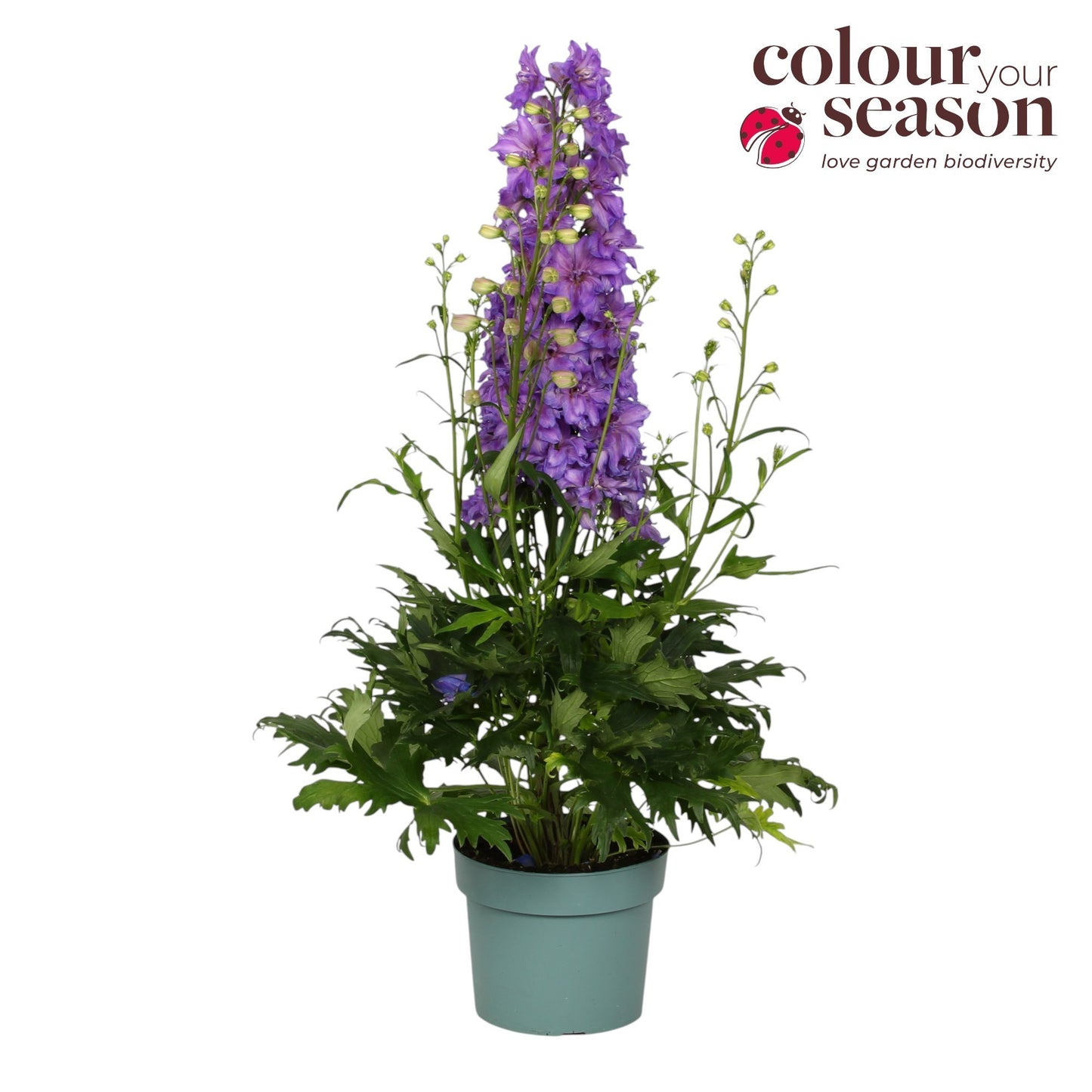 Delphinium Delgenius Breezin 50cm 19cm Pot