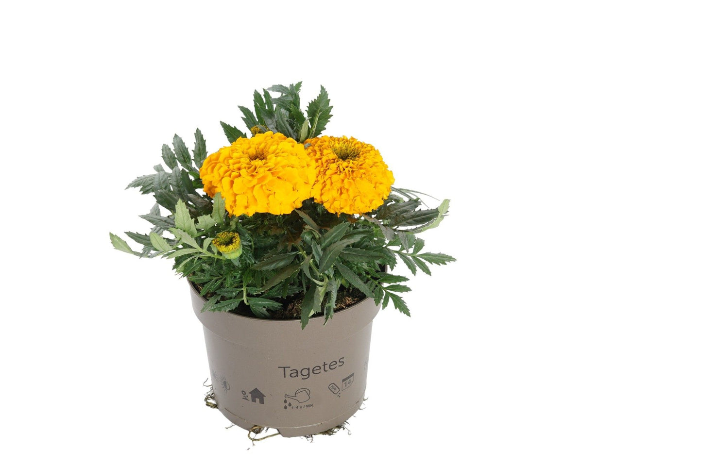 Tagetes erecta 25cm 17cm Pot