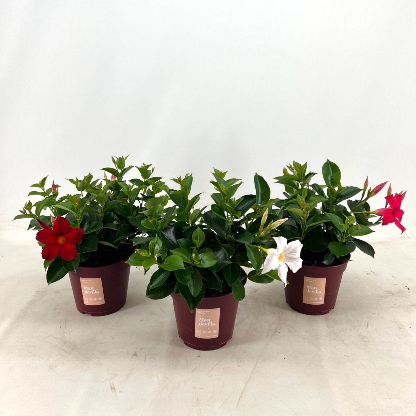 Mandevilla mix 30cm 14cm Pot