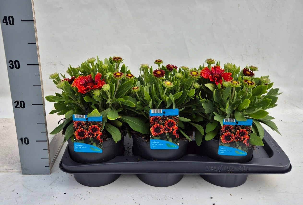Gaillardia Spintop Red Starburst 30cm 17cm Pot