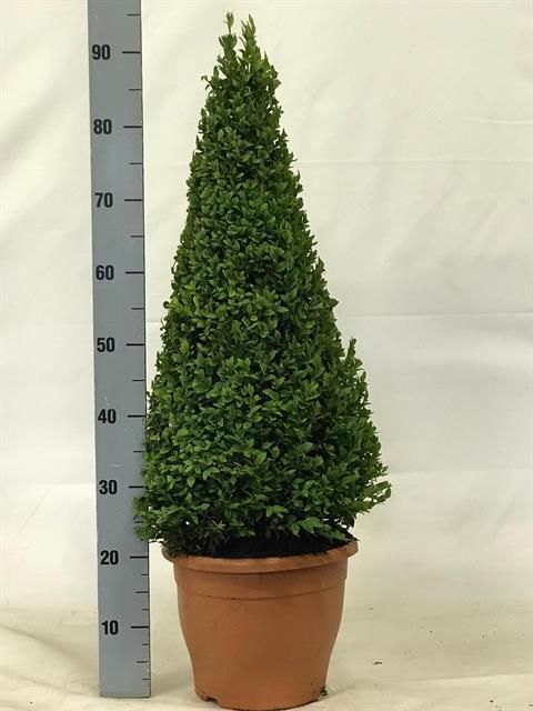 Diepstraten, H.j.a. Buxus sempervirens ball Pack of 1