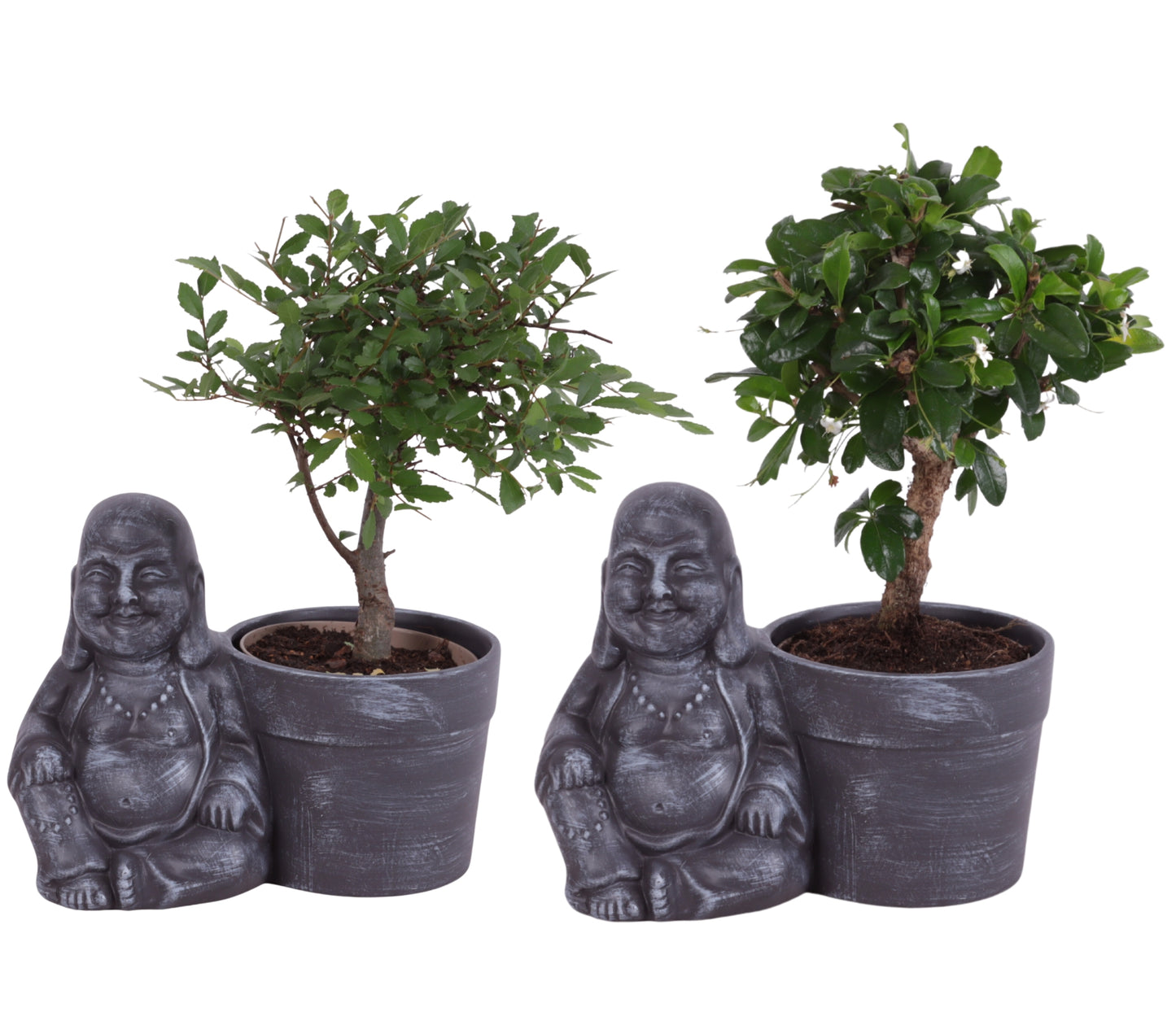 Bonsai mix 25cm 19cm Pot