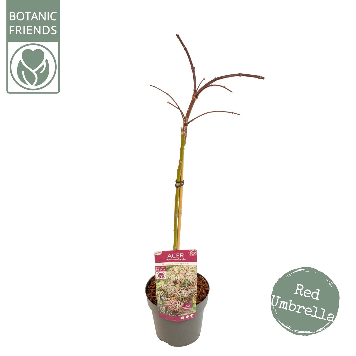 Acer Dissectum 80cm 19cm Pot