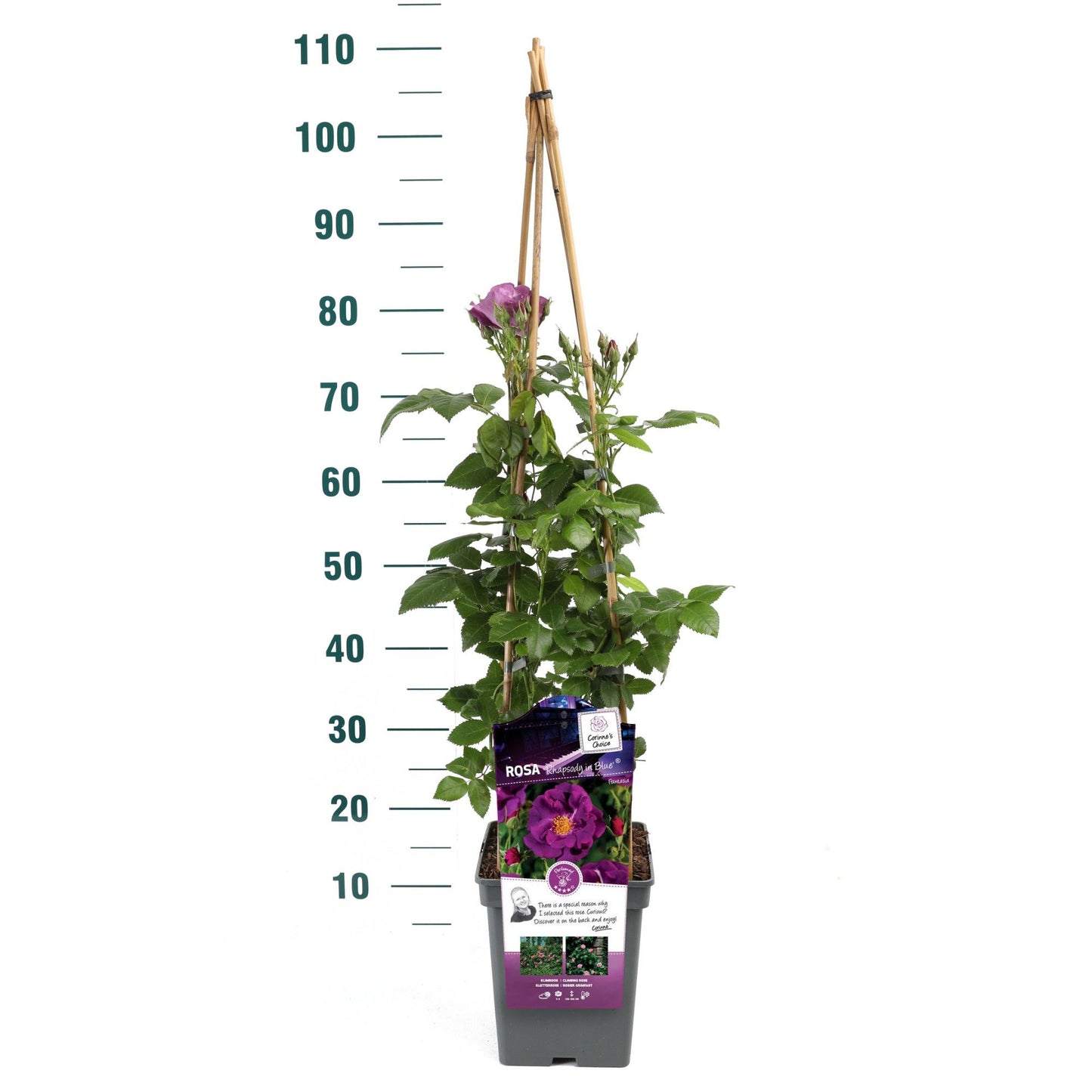 Rosa Hybrid 70cm 23cm Pot