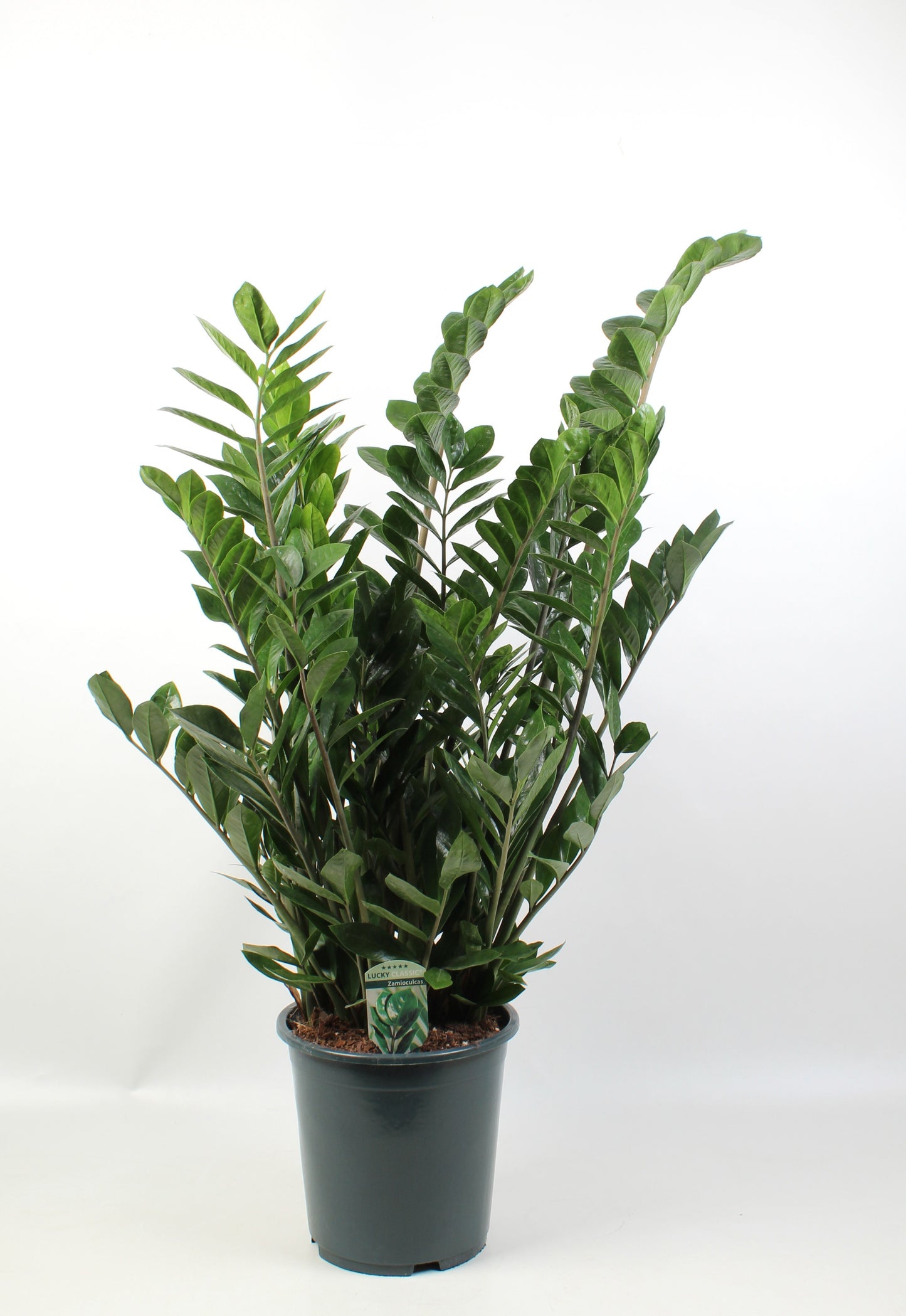 Zamioculcas Lucky 115cm 27cm Pot