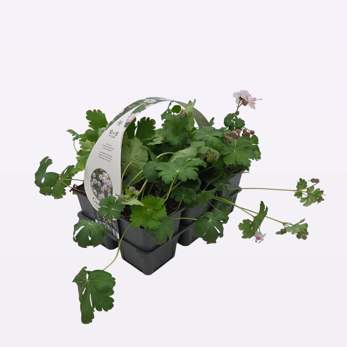 Geranium can. Biokovo 5cm 9cm Pot