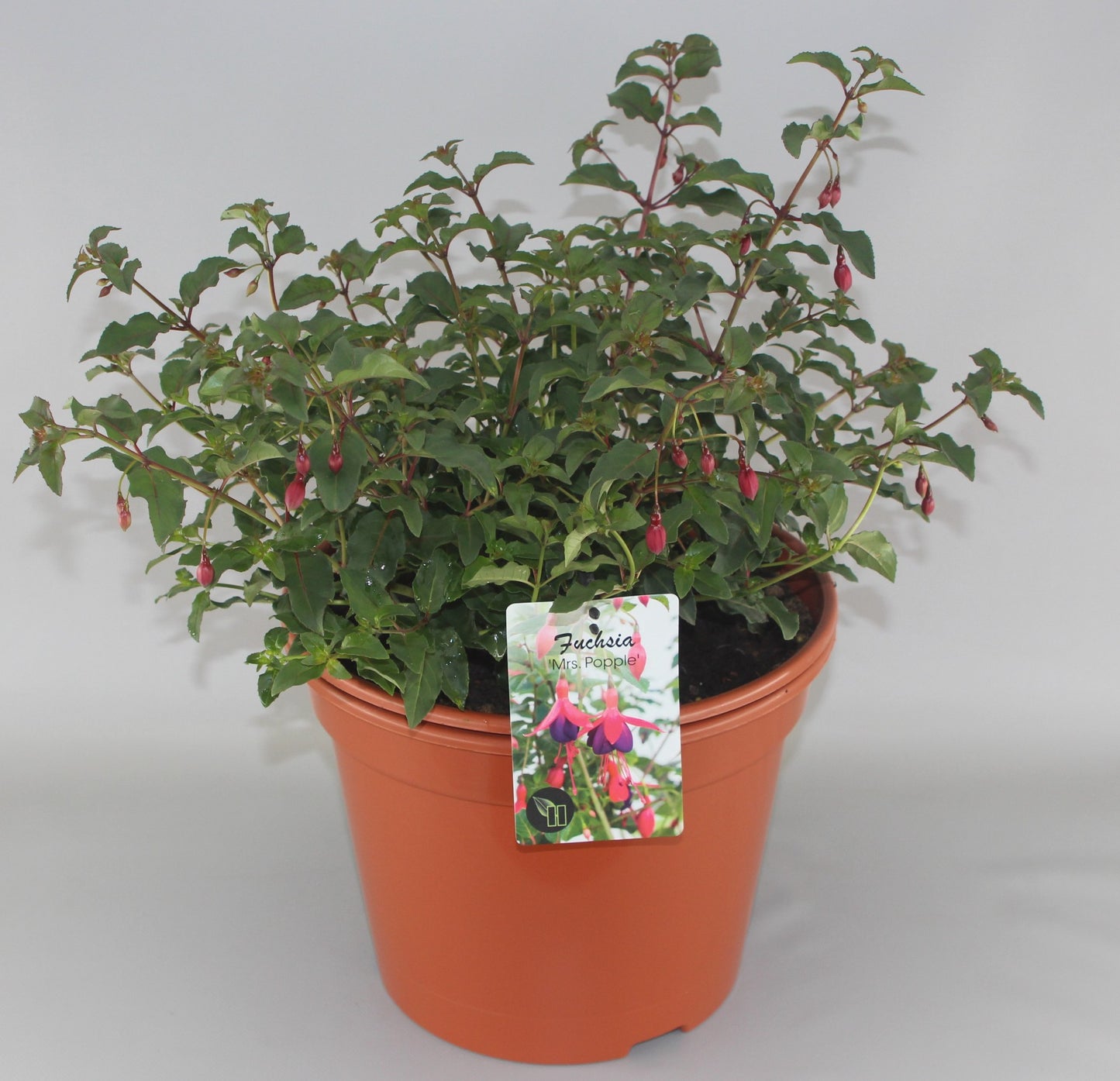 Fuchsia Mrs Popple 48cm 29cm Pot