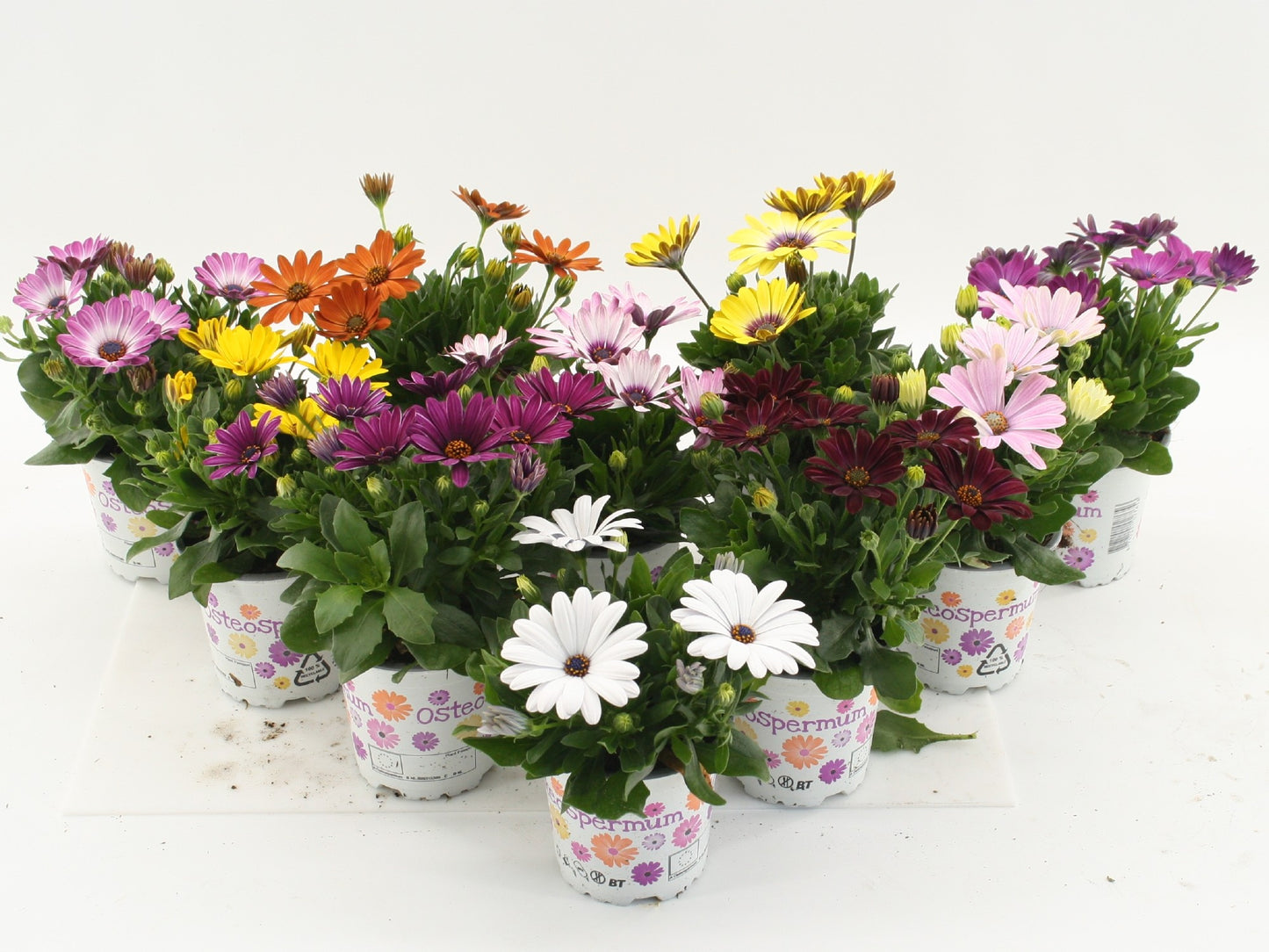 Osteospermum mix 22cm 510cm Pot