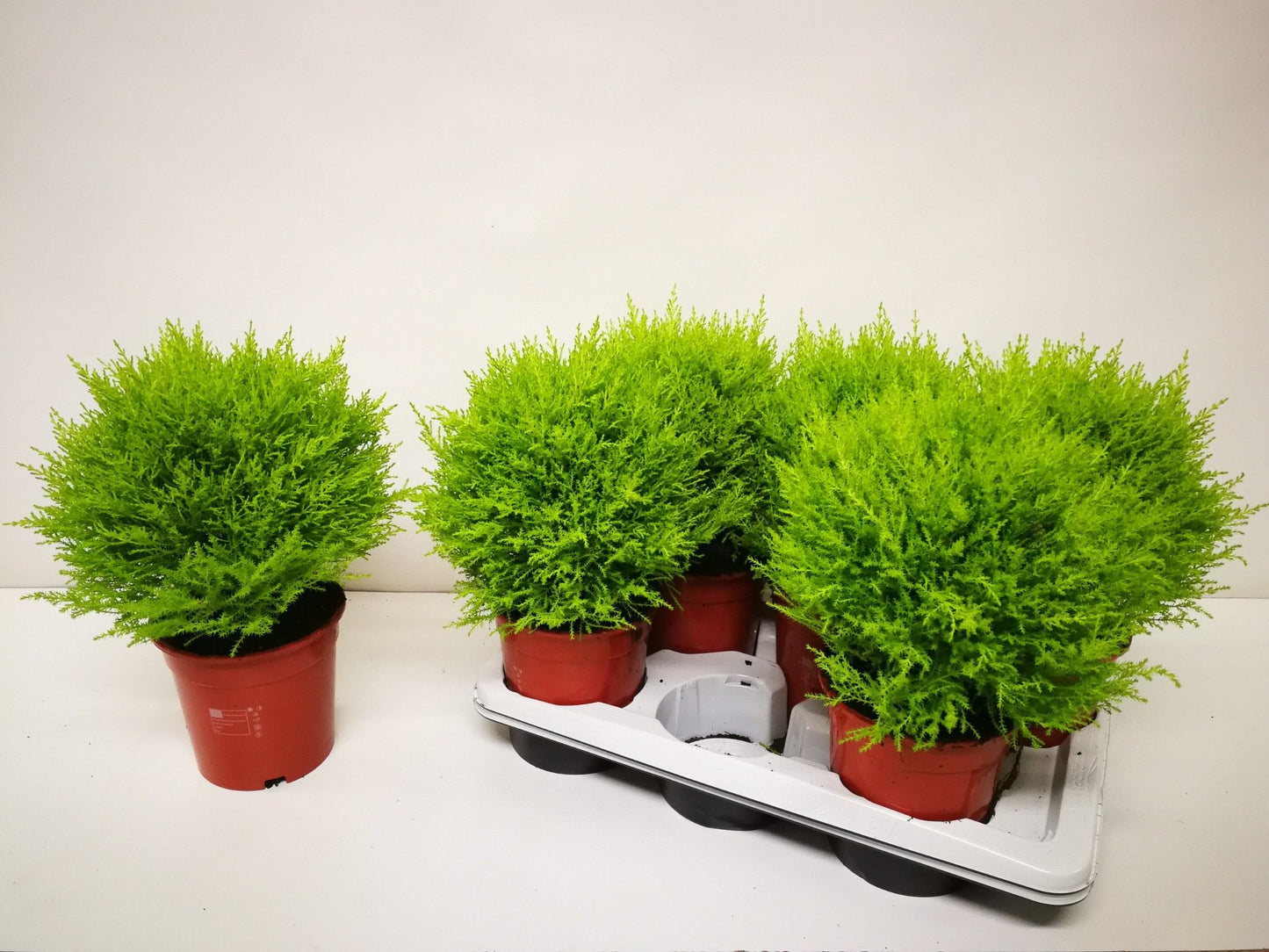 Cupressus Goldcrest Wilma ball 50cm 17cm Pot