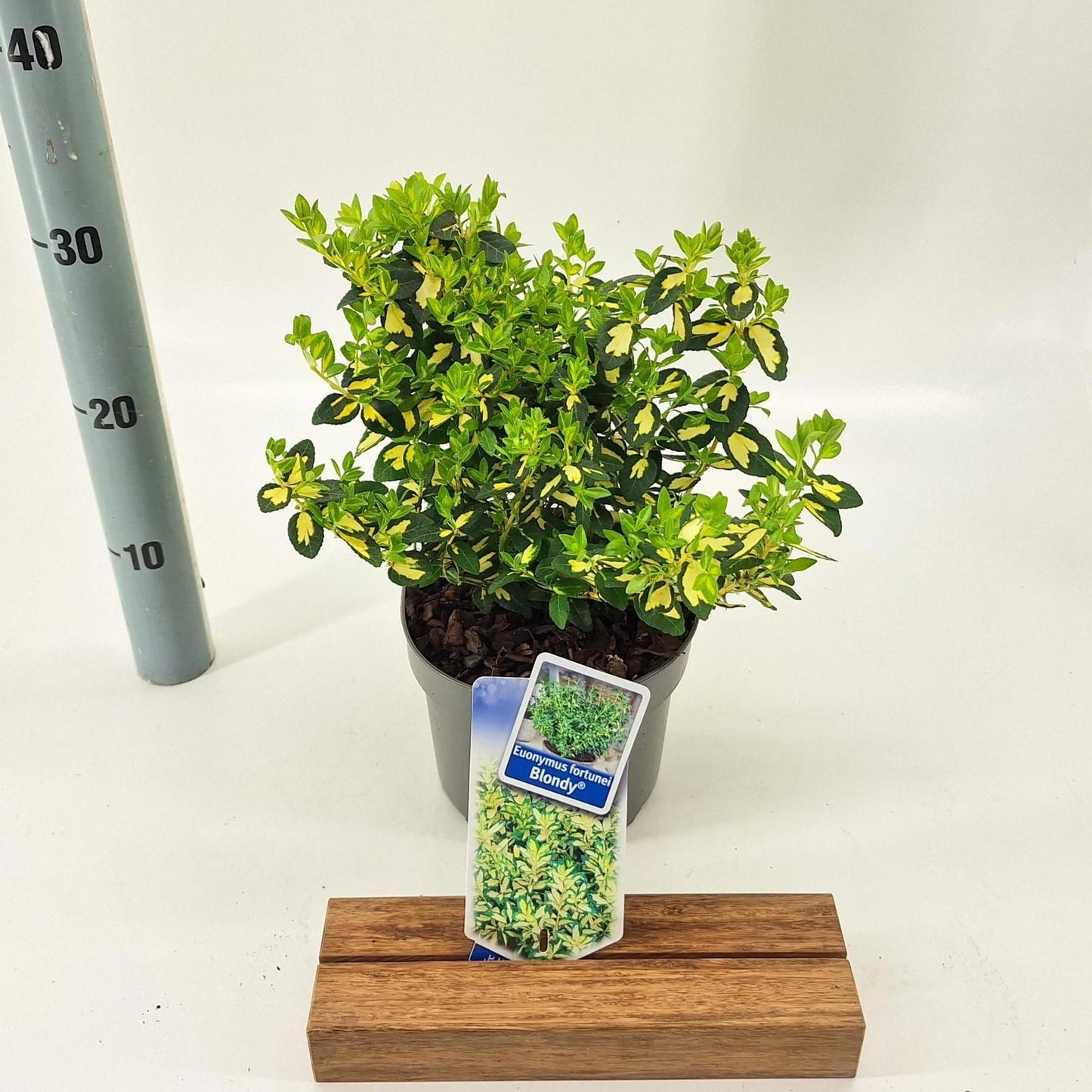 Euonymus Blondy 20cm 17cm Pot