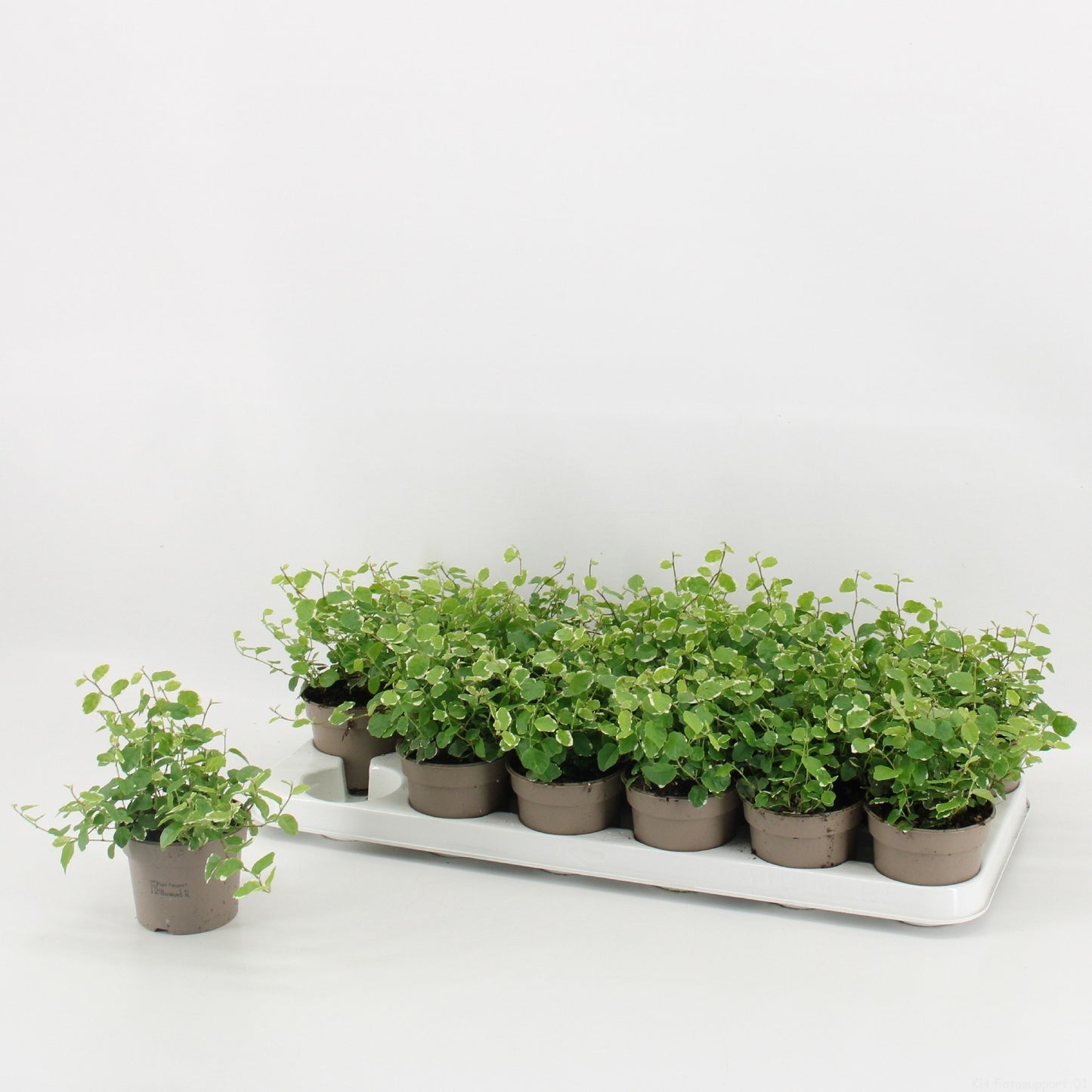 Ficus pum. White Sunny 15cm 9cm Pot